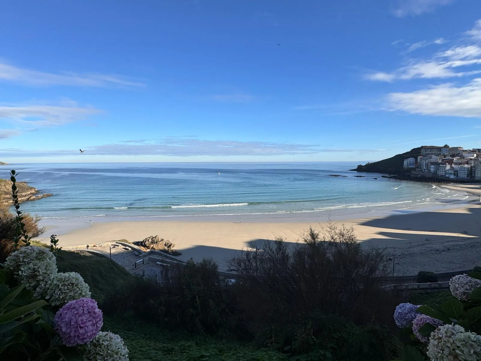 Praia de Area Maior desde el alto, con hortensias y el casco de Malpica a la derecha